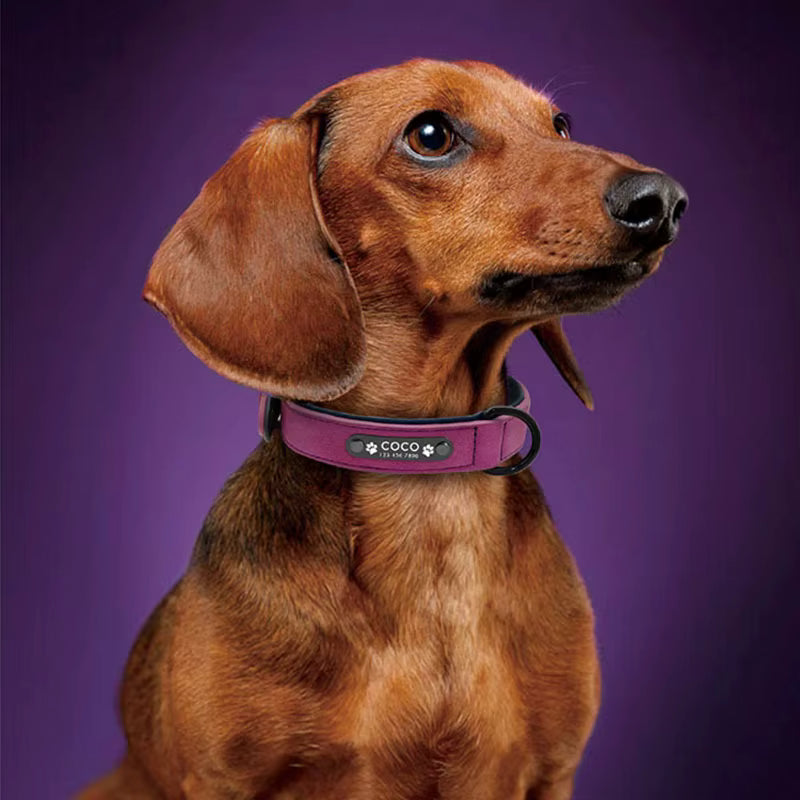 PU Leather Eco-Friendly Dog Collar Hook Loop Closure Modern